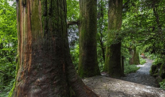 Tianmushan ancient Cryptomeria forest — a UNESCO Biosphere Reserve in Zhejiang